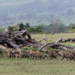 Ngorongoro Crater and Zanzibar Island